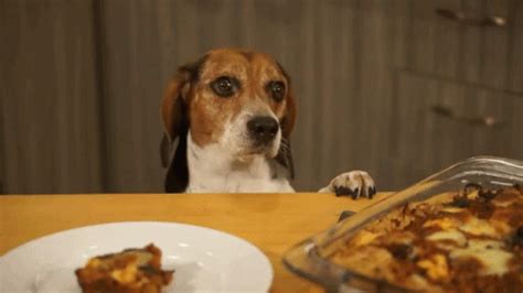 hungry dog meme|dog hungry gifs.